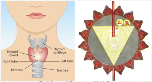 Thyroid gland - Vishudda