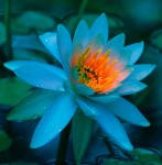 Third Petal of Heart Lotus Flower