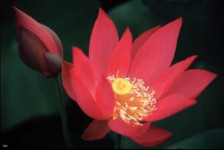 Fourth Petal of Heart Lotus Flower
