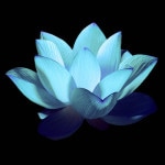 Fifth Petal of Heart Lotus Flower