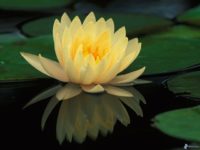 Seventh Petal of Heart Lotus Flower
