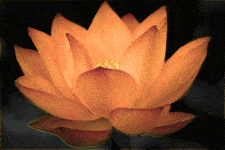 Eigth Petal of Heart Lotus Flower