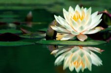 Ninth Petal of Heart Lotus Flower