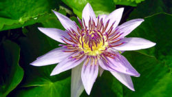 Tenth Petal of Heart Lotus Flower