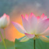 Twelfth Petal of Heart Lotus Flower